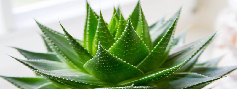 L'Aloe Vera : une plante riche en bienfaits