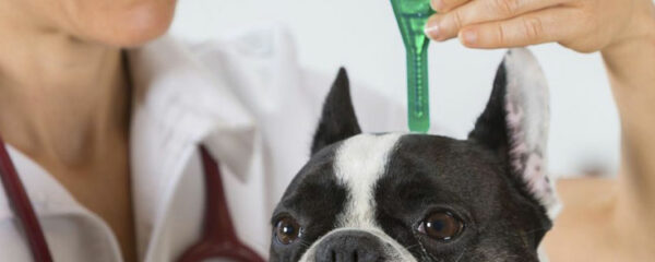 vermifuge pour son chien