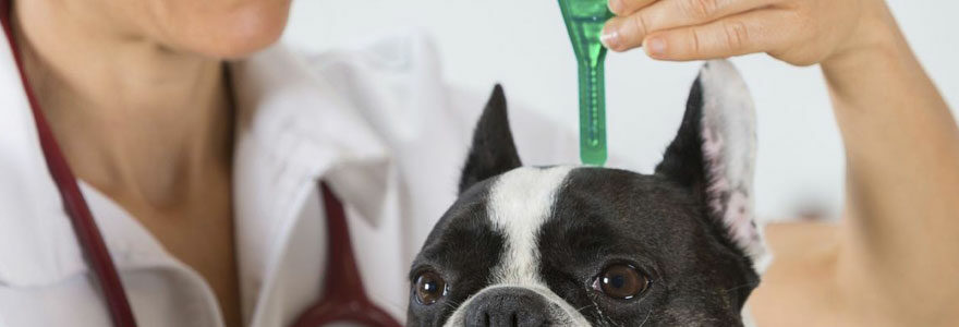 vermifuge pour son chien