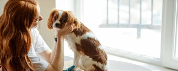 stress chez un chien