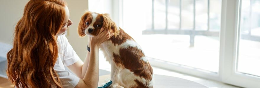 stress chez un chien